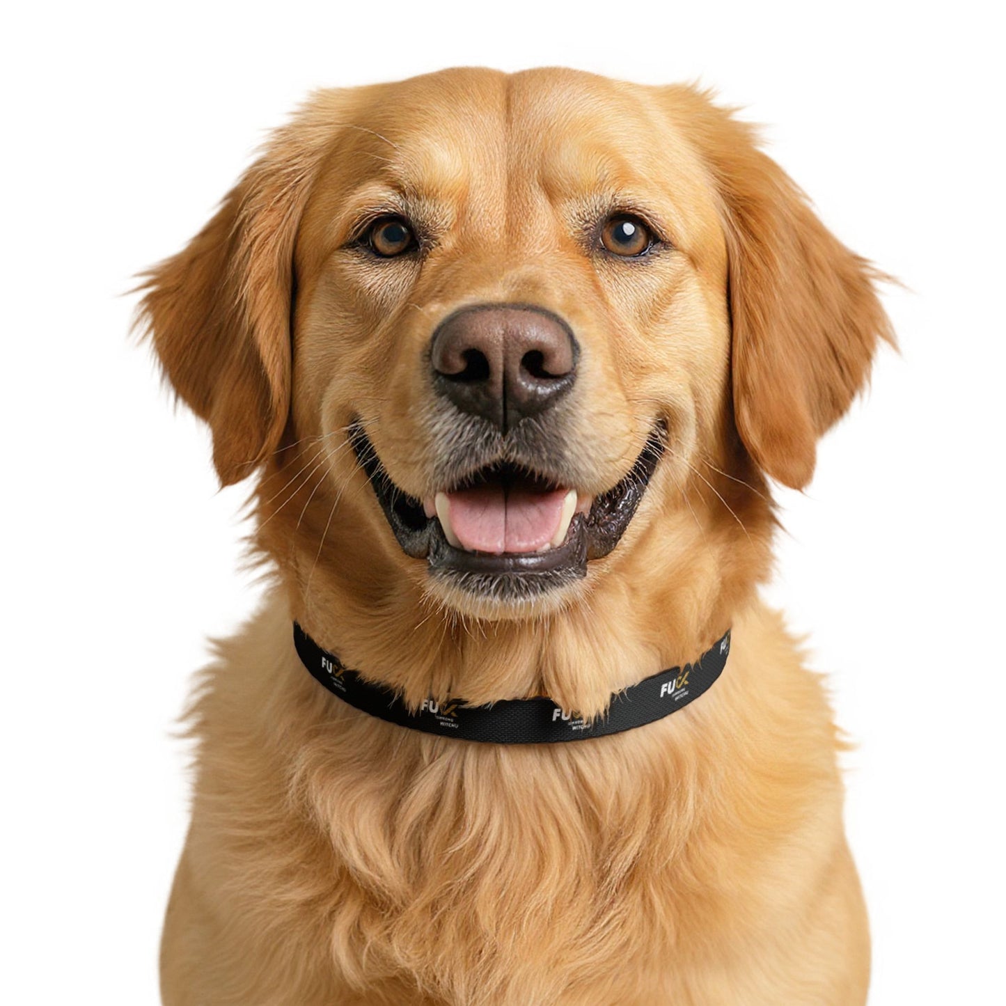 #Fukiswrongwitchu Dog Collar