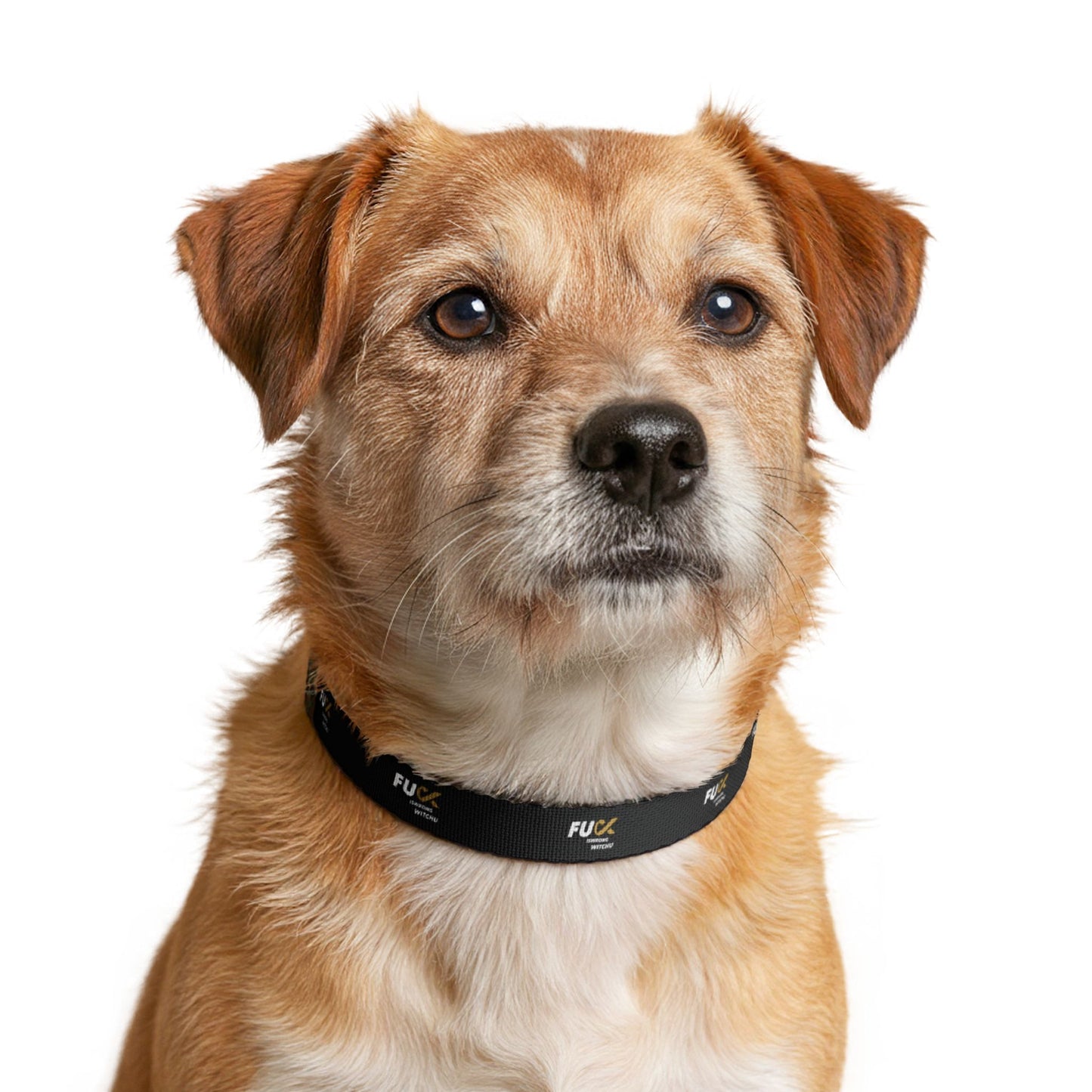 #Fukiswrongwitchu Dog Collar