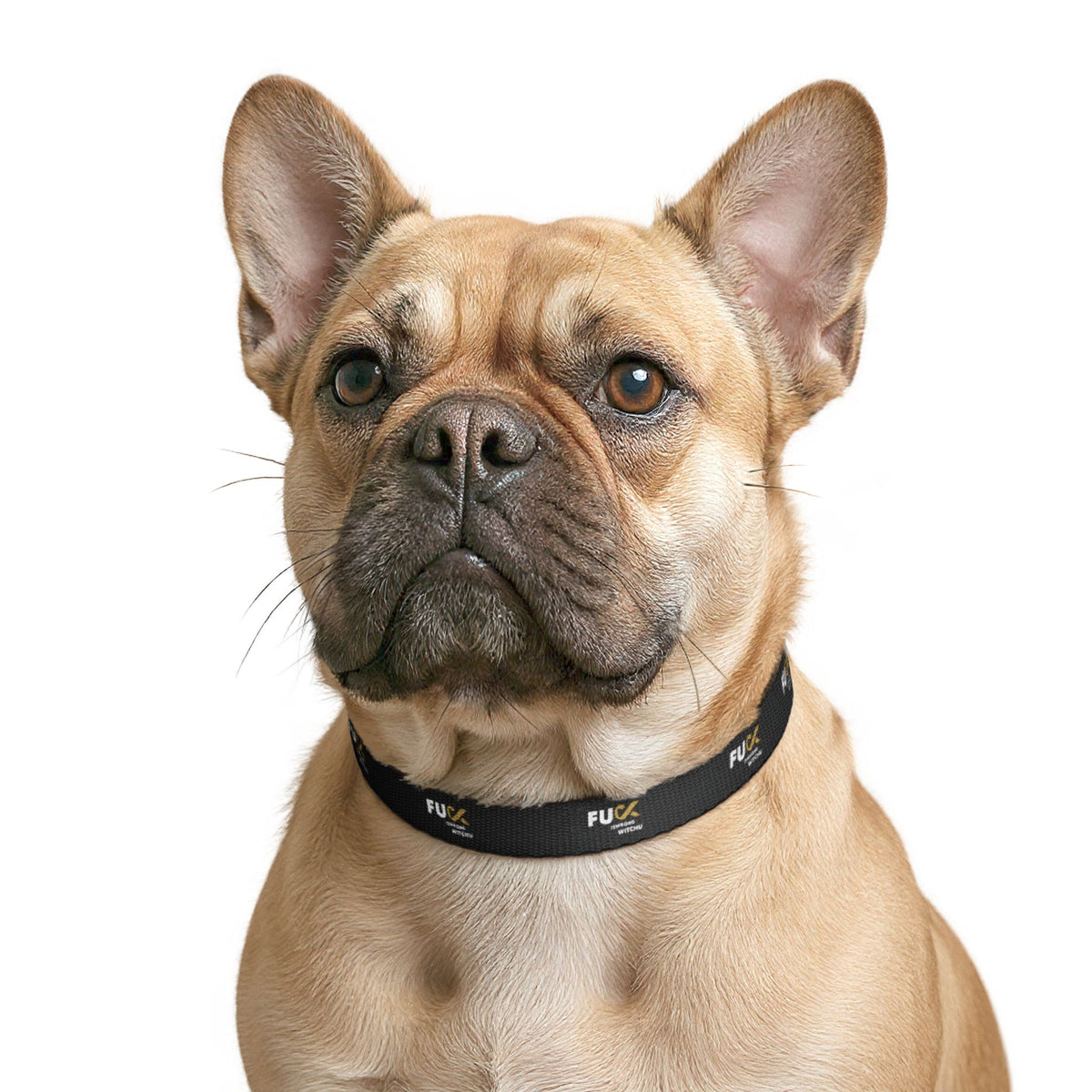 #Fukiswrongwitchu Dog Collar